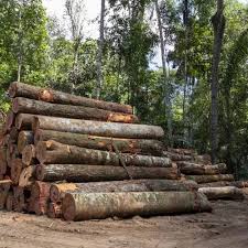 Hardwood Logs